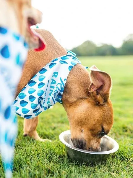 The K9 Kerchief: Customizable Branded Dog Bandanas